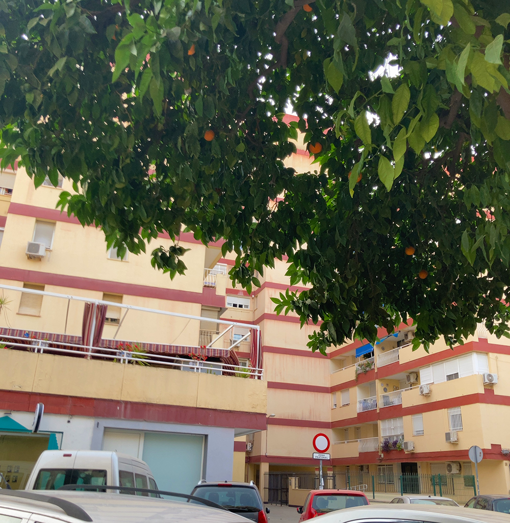 Orange trees