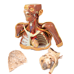 高精細3D人体模型シリーズの写真